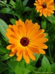 image of flower