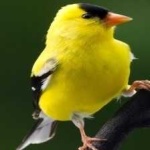 image of bird