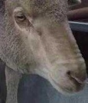 image of animal