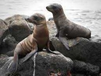 image of animal