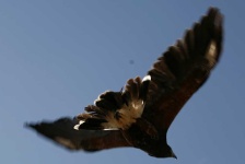 image of animal