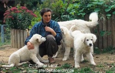 image of kuvasz