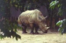image of rhino