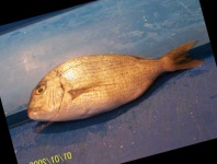 image of fish