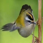image of bird