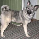 image of animal