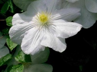 image of clematis #11