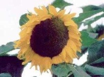 image of sunflower