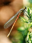image of damselfly