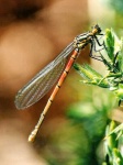 image of damselfly #4