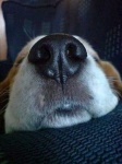 image of dog_nose