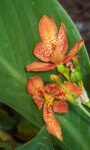 image of flower