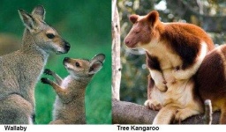 image of animal