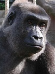 image of gorilla