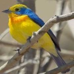 image of bird