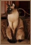 image of siamese #32