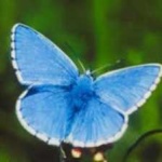 image of animal