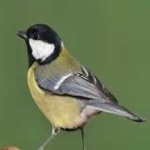 image of bird