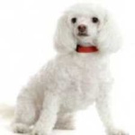 image of poodle #12