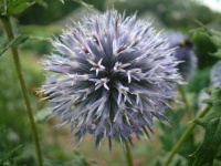 image of flower