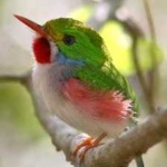 image of bird