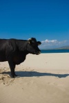 image of animal