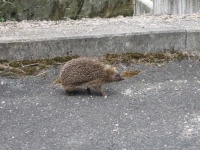 image of animal