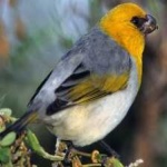 image of bird