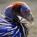 image of bird