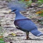 image of bird