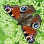 image of butterfly #11