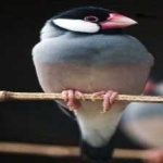 image of bird