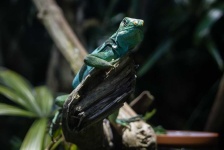 image of animal
