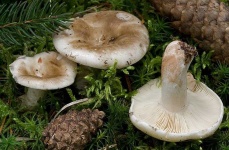 image of mushrooms