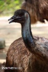 image of ostrich