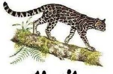 image of animal