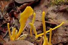 image of coral_fungus