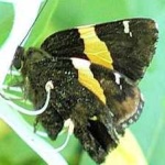image of animal