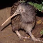 image of bird_kiwi #91