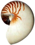 image of chambered_nautilus