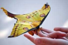 image of animal