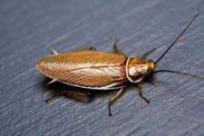 image of animal