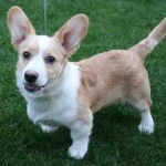 image of corgi #7