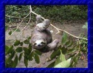 image of three_toed_sloth