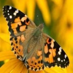 image of animal