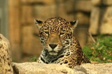image of jaguar_car