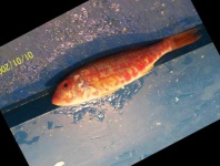 image of red_mullet #10