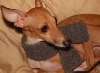 image of italian_greyhound