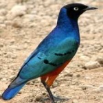 image of bird