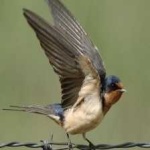 image of bird